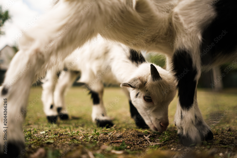 Obraz premium Cute small black and white goats. 
