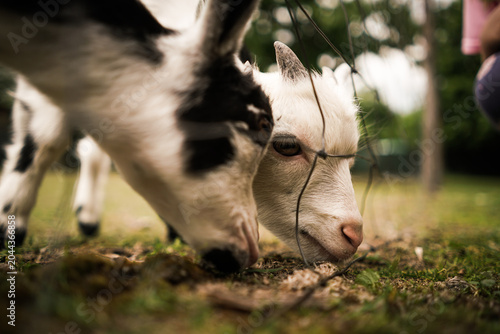 Cute small black and white goats. 