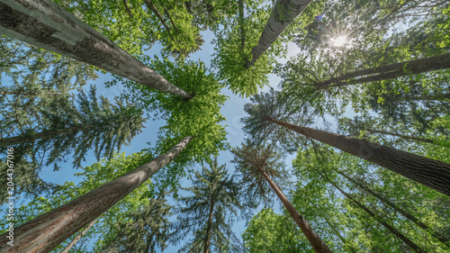 Trees rise toward a bright blue sky in this low angle perspective that captures the lush green canopy of a dense forest during a sunny day, showcasing the natural beauty of the woodland environment.