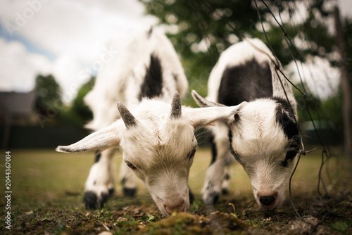 Cute small black and white goats. 