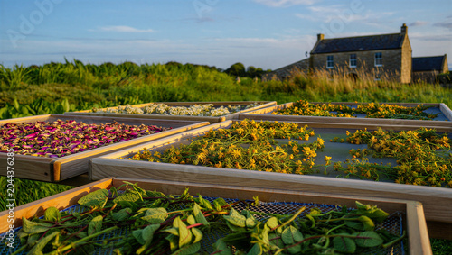 Konstfotografi Wooden drying racks filled with harvested herbs and flower petals placed in a gr