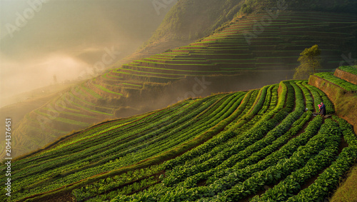 Foto Terraced green vegetable fields on steep mountain slopes in vietnam during a mis