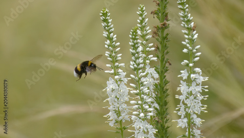 un bourdon en vol près de fleurs