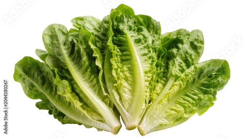 Photos Fresh green romaine lettuce heads with crisp leaves