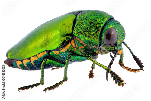 Valokuva Metallic green jewel beetle with iridescent exoskeleton and segmented legs