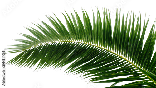 Tableau sur toile Green palm frond with sharp pointed leaves