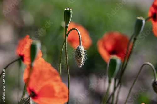 Fotografía papaveri