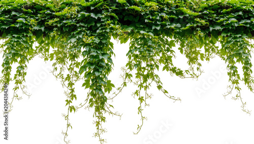 Tableau sur toile Green ivy vines with leaves cascading down
