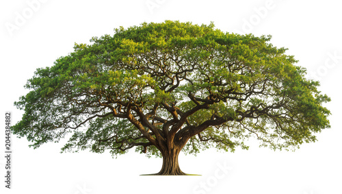 Photography Large green tree with sprawling branches and dense foliage