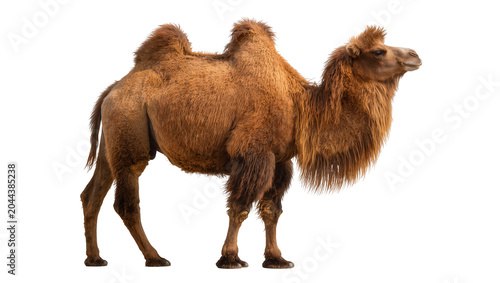Photos Dromedary camel with one hump brown fur, long mane