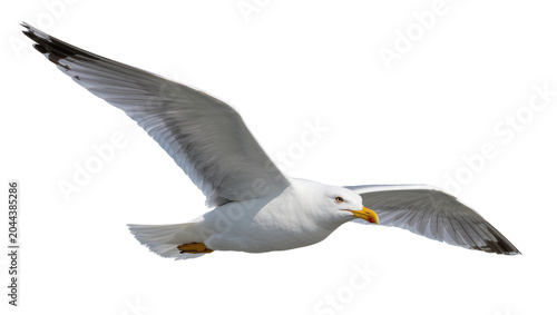 Photos Seagull in flight with wings spread wide