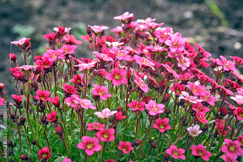Obraz premium Moos-Steinbrech ( Saxifraga arendsii ).