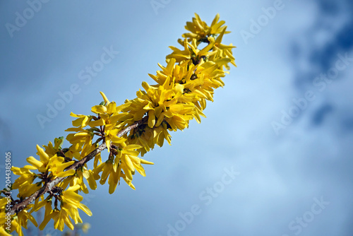 Vászonkép Blühende Garten-Forsythie ( Forsythia x intermedia ).