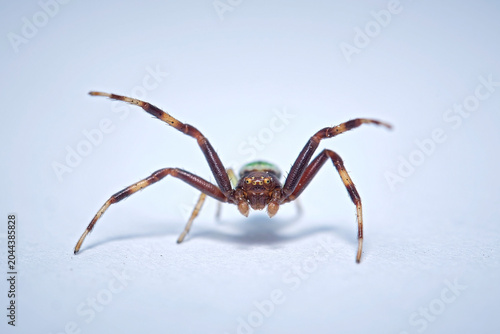 Photos Dreieck-Krabbenspinne ( Ebrechtella tricuspidata ).