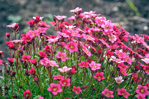 Bild auf Leinwand Moos-Steinbrech ( Saxifraga arendsii ).