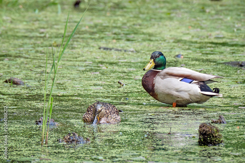 Foto Stockenten ( Anas platyrhynchos ).