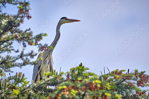 Tableau sur toile Graureiher ( Ardea cinerea ).