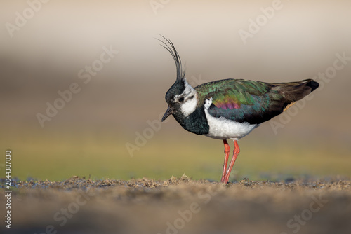 Fotografie Northern lapwing in breeding plumage