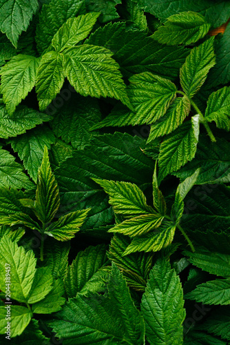 green raspberry leaves on fermentation