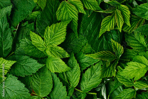 green raspberry leaves on fermentation