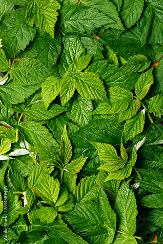 green raspberry leaves on fermentation