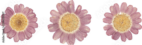 Purple Vintage Pressed Dried Daisy Flower Top View