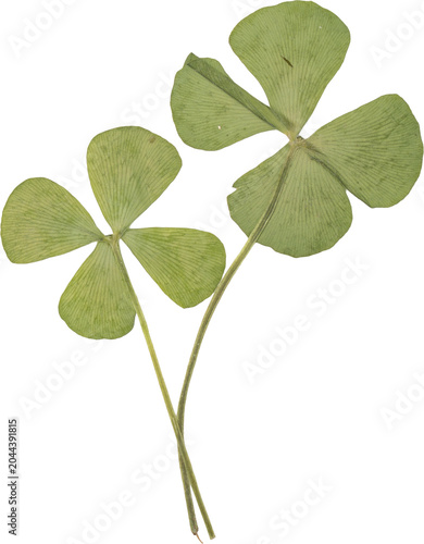 Green Vintage Pressed Four Leaf Clover