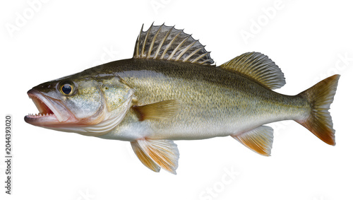 Valokuva Walleye fish with open mouth and sharp teeth