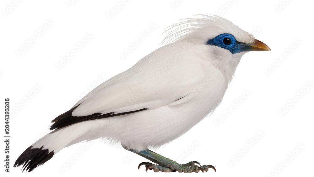 Fototapeta premium White Bali Myna bird with bright blue eye rings and black tail feathers