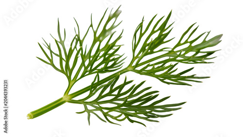 Billede på lærred Fresh green dill herb sprig with delicate feathery leaves