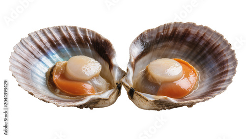 Foto Two fresh scallops in shells, raw seafood delicacy