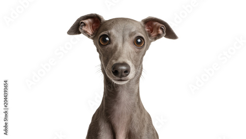 Fotografía Italian Greyhound dog head portrait grey fur, big eyes
