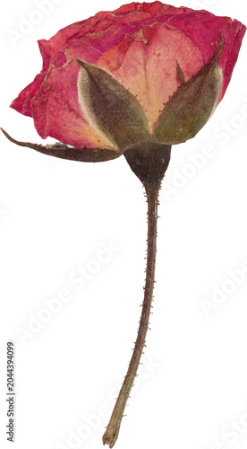 Red Vintage Pressed Dried Rose Flower