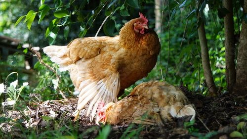 Free Range Hens Resting in a Natural Woodland Environment