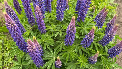 Konstfotografi Lupine flowers blooming on green bush with water drops