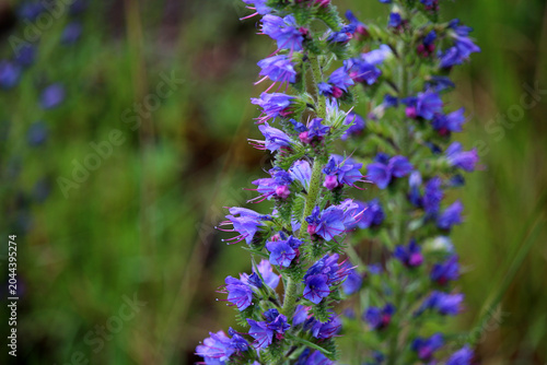 Vászonkép Close-up on flower called viper's bugloss or blueweed (Echium vulgare) native to