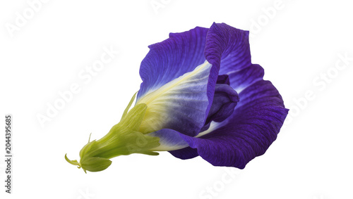 Schilderij op canvas Purple butterfly pea flower with green stem