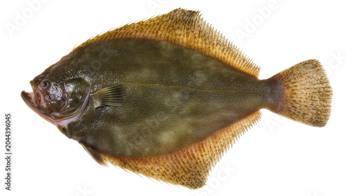 Fotografie Flatfish with mottled brown and green skin and fins