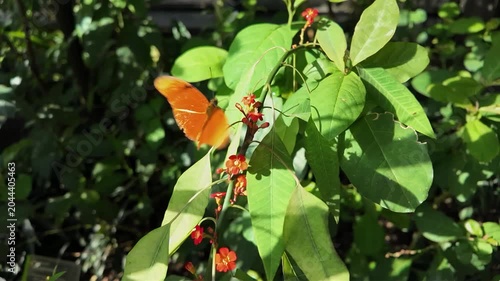 Close up of an orange julia heliconian butterfly moving beside a flower in slow motion