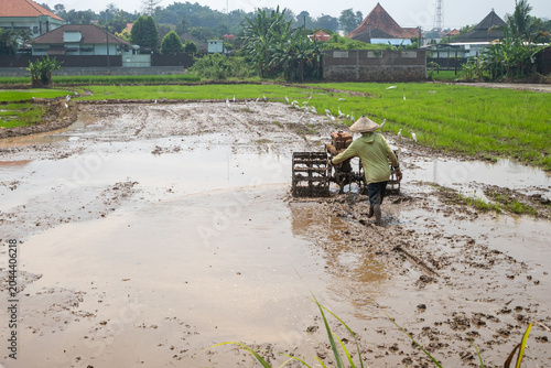 farmers plow the fields before planting rice