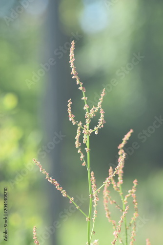 close up of willow