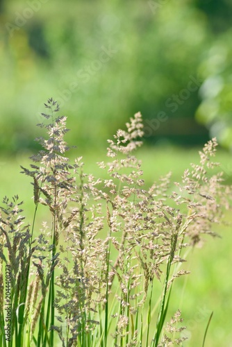 wild flowers in spring