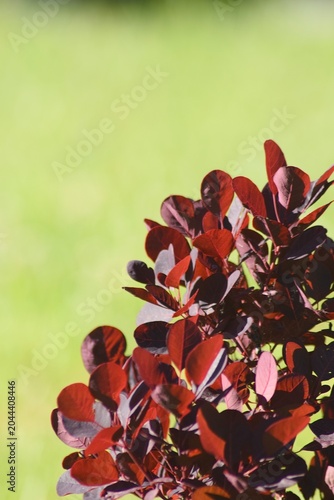 red autumn leaves