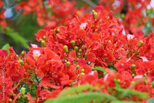 Red peacock flowers blooming in a tropical garden, macro shot