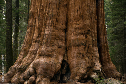 Foto Secuoyas gigantes en el parque nacional de las Secuoyas en Estados Unidos