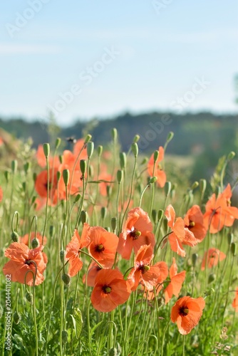 Mohnblumen Feld