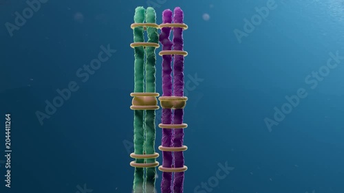 Maternal origin aneuploidy, animation