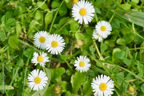 Gänseblümchen Wiese 