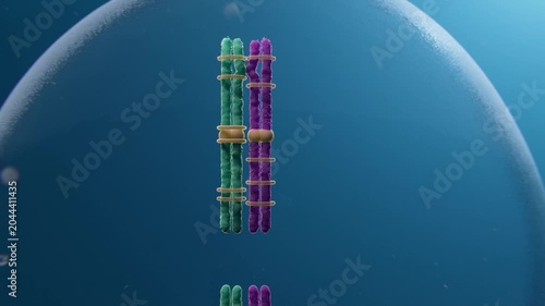 Abnormal chromosome segregation, animation
