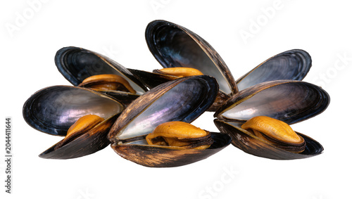 Foto Opened Mussels with Orange Flesh and Dark Shells